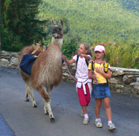 Lama mit Kinder